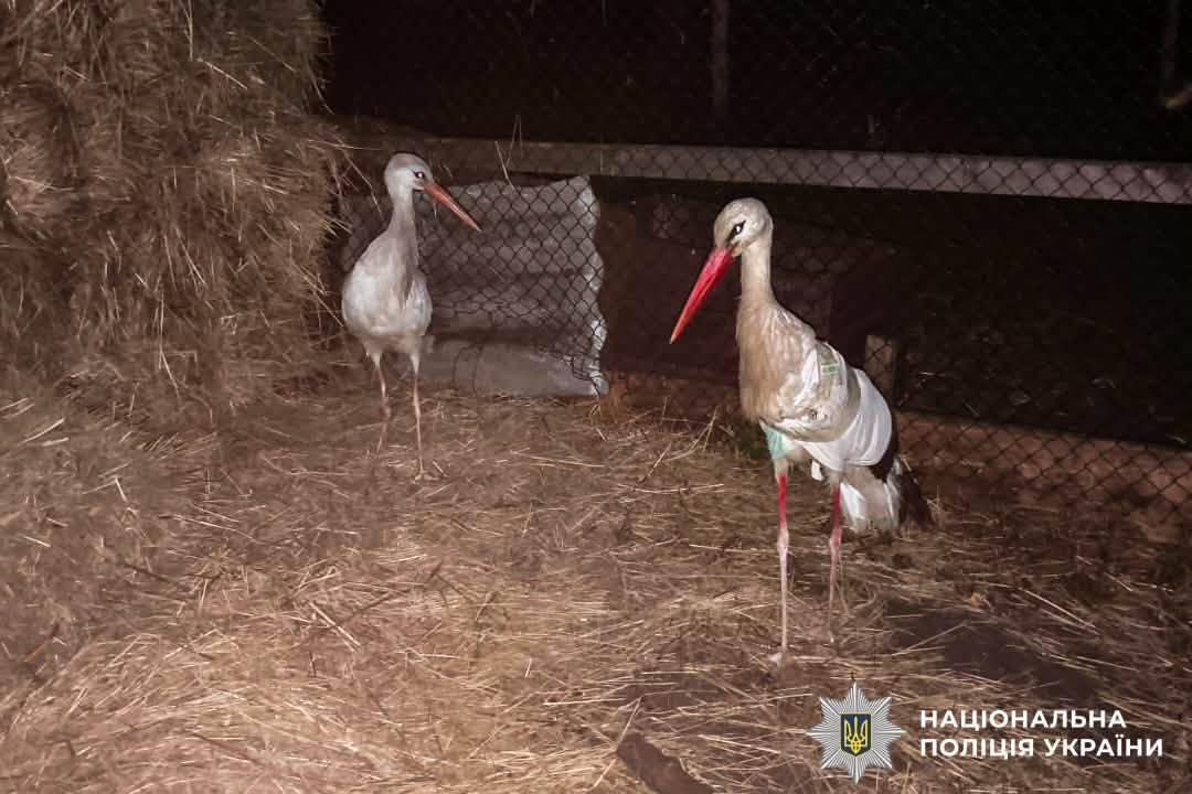 Поліцейський із Рівненщини кинув усе та помчав у іншу область заради порятунку пораненого пацієнта