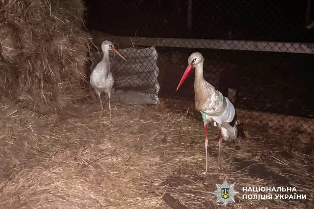 Поліцейський із Рівненщини кинув усе та помчав у іншу область заради порятунку пораненого пацієнта
