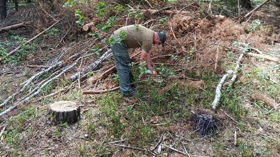На Рівненщині невідомі незаконно вирубали лісу на понад п’ять мільйонів гривень