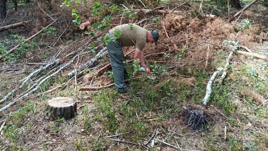 На Рівненщині невідомі незаконно вирубали лісу на понад п’ять мільйонів гривень