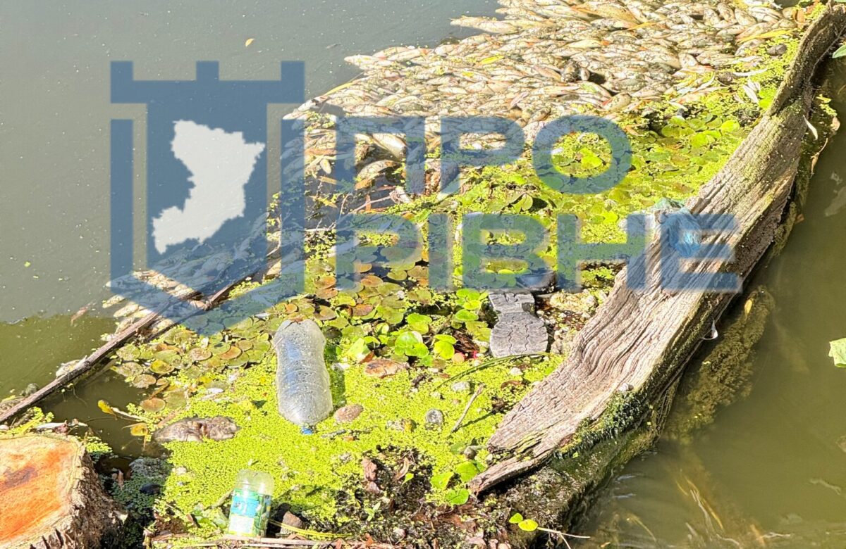 У Рівному в Усті знову помітили мор риби