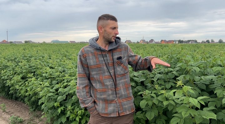 Рівненський фермер розповів про рентабельність та старт сезону малини