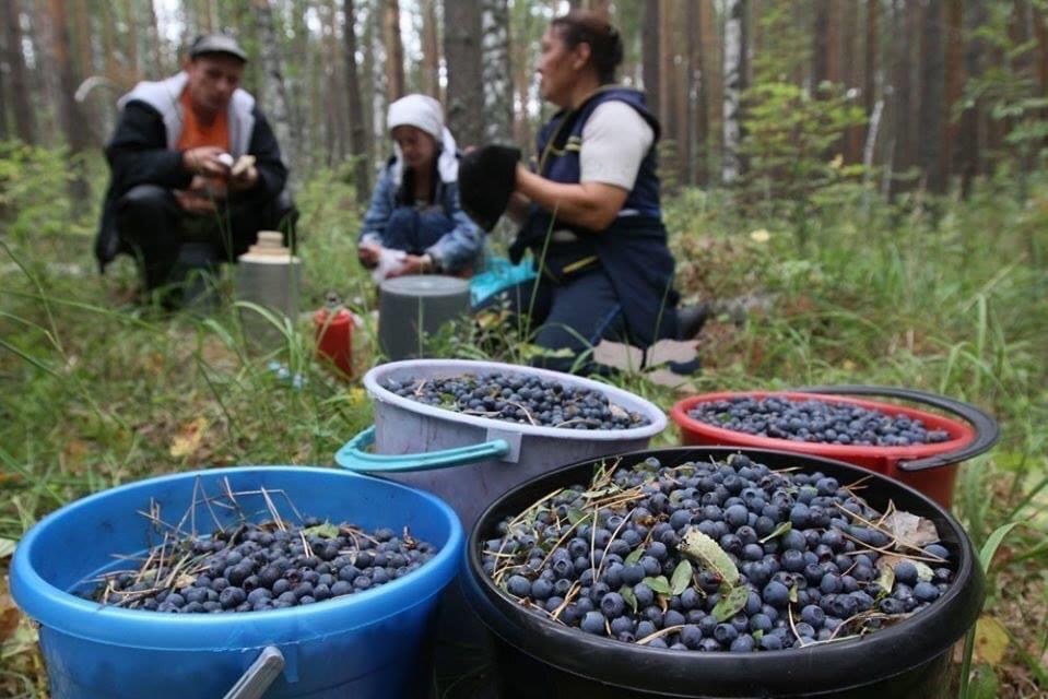 1 На Рівненщині почали штрафувати за чорниці: скільки ягід можна збирати і кому загрожує покарання
