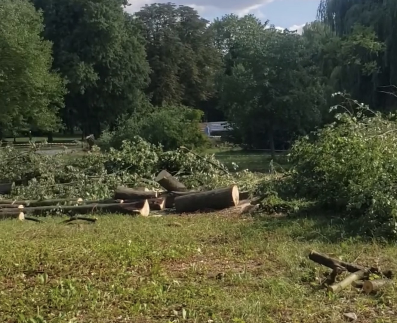 У Рівному біля стадіону «Авангард» зрізають дерева: містяни підозрюють підготовку території під парковку 0000