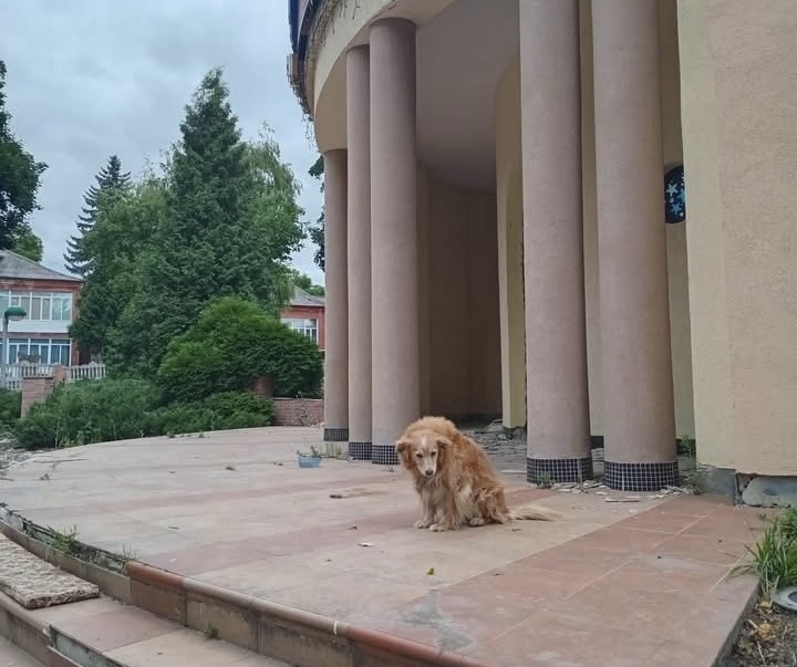 1 У Рівному шукають дім для місцевого «Хатіко», який роками живе біля ресторану «Спорт»