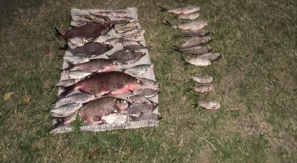 На Рівненщині браконьєр сіткою виловив 13 червонокнижних риб