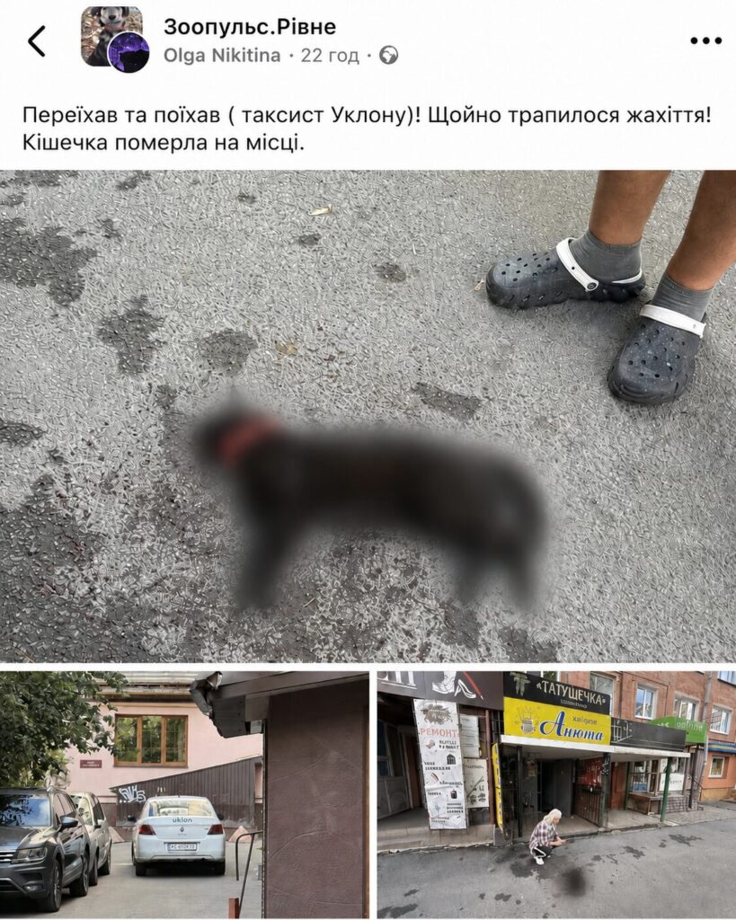 1 У Рівному таксист переїхав кішку та поїхав далі: у службі таксі відреагували