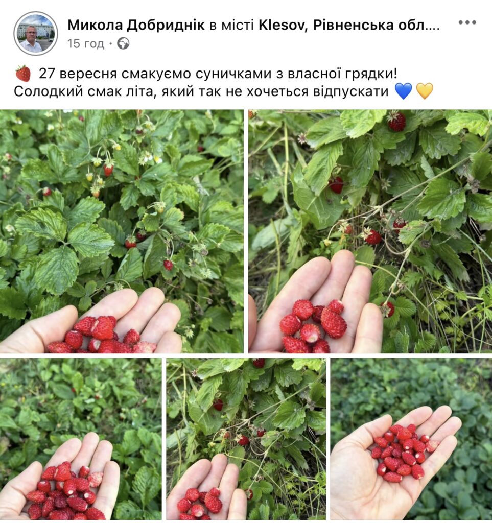 1 Депутат Рівненської облради показав, як у вересні збирає суниці з власної грядки