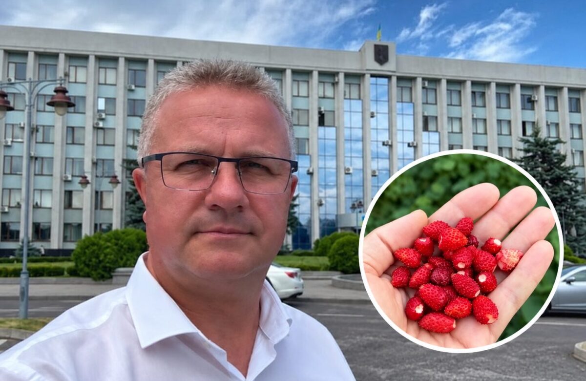 Депутат Рівненської облради показав, як у вересні збирає суниці з власної грядки