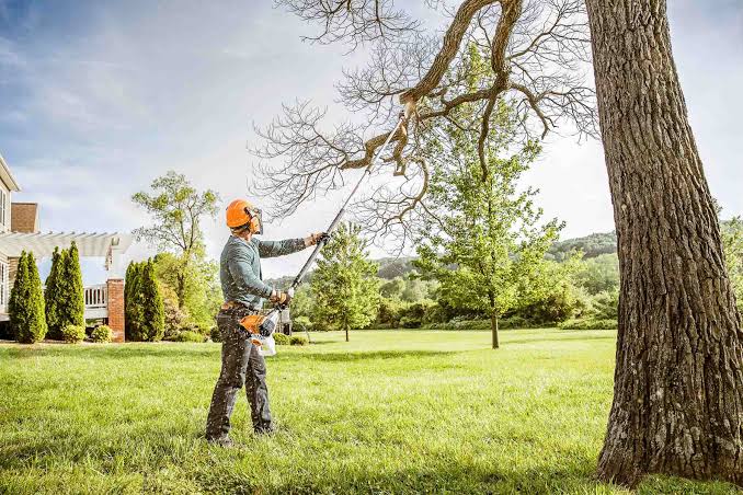Фахівці назвали 5 видів дерев, які заборонено обрізати восени