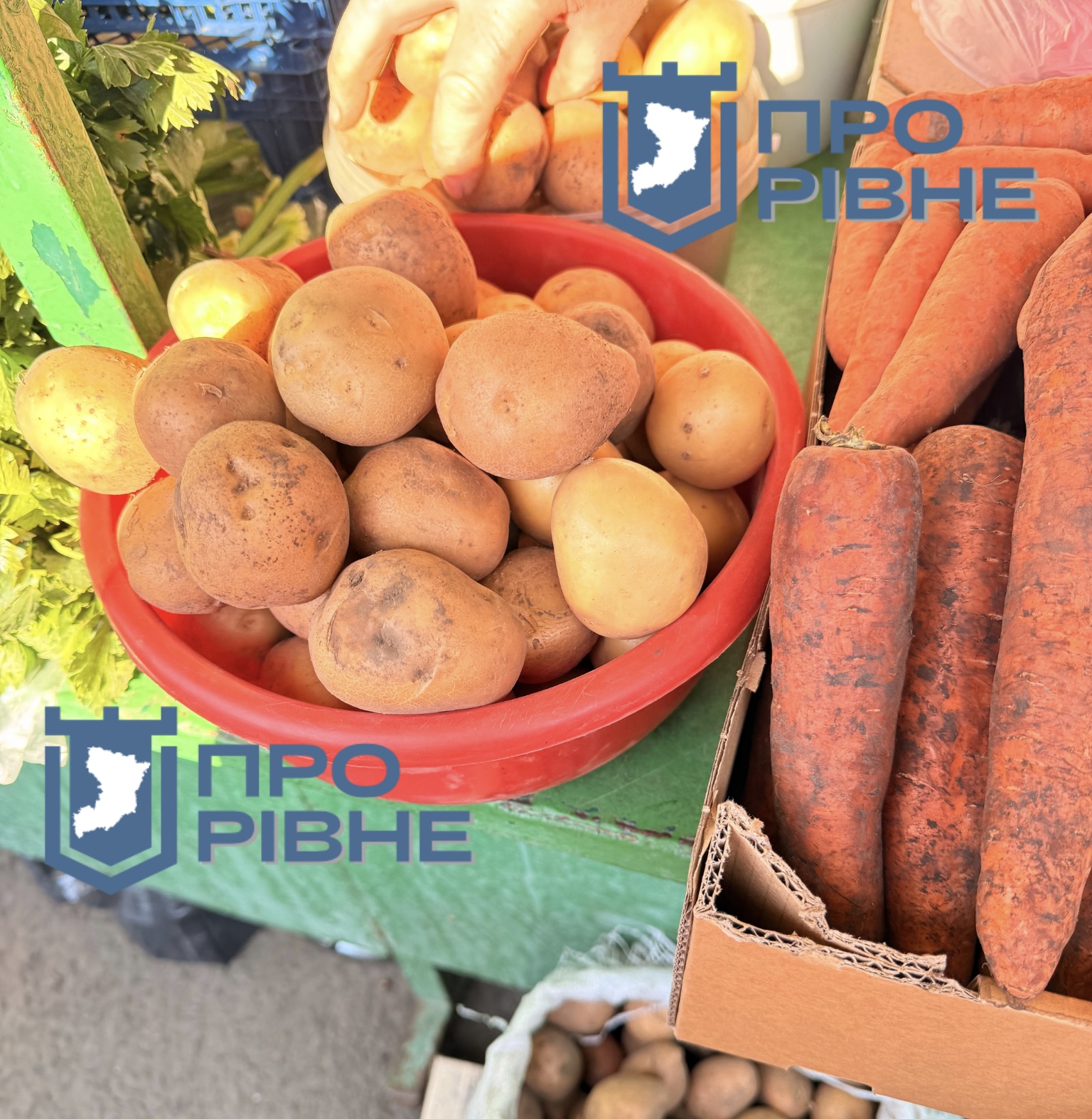 Яку картоплю купувати для зберігання на зиму, а яку для пюре та смаження 0000