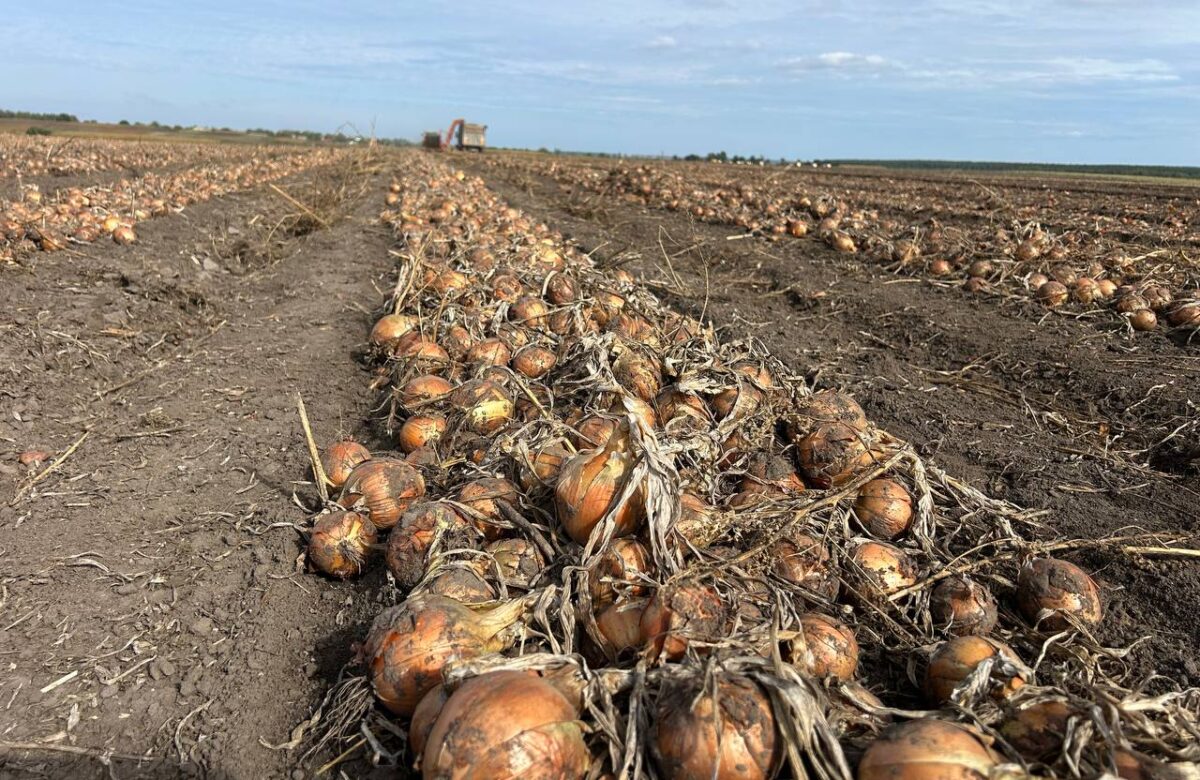 Збирають «борщовий набір»: як на Рівненщині проходить овочевий сезон 2026 року